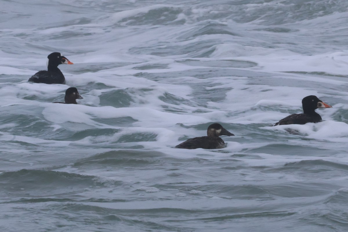 Surf Scoter - ML632523025