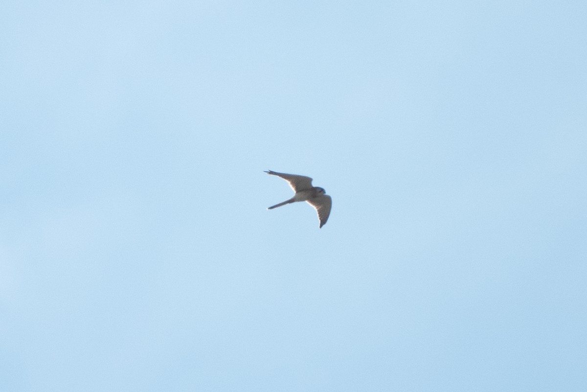 poštolka australská - ML632523035