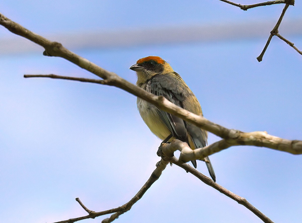 Scrub Tanager - ML632523144