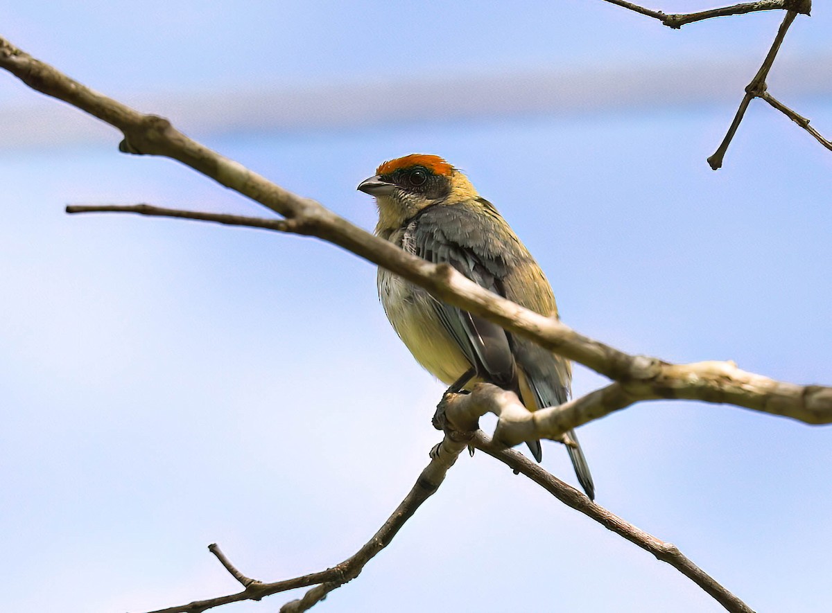 Scrub Tanager - ML632523145