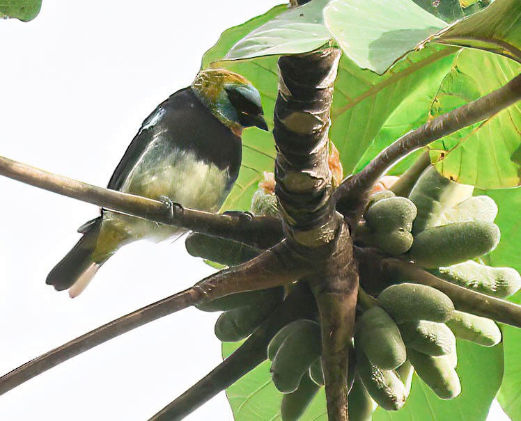 Golden-hooded Tanager - ML632523188