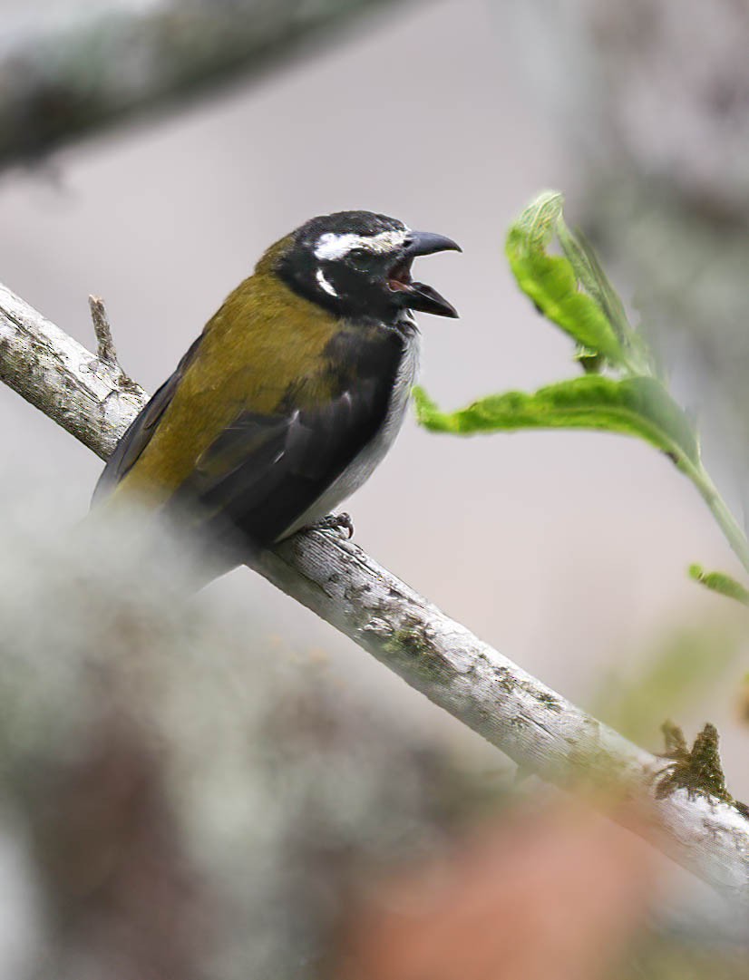 Black-winged Saltator - ML632523224