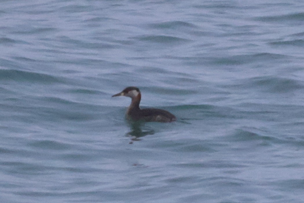 Red-necked Grebe - ML632523253