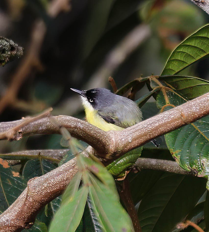 Common Tody-Flycatcher - ML632523287