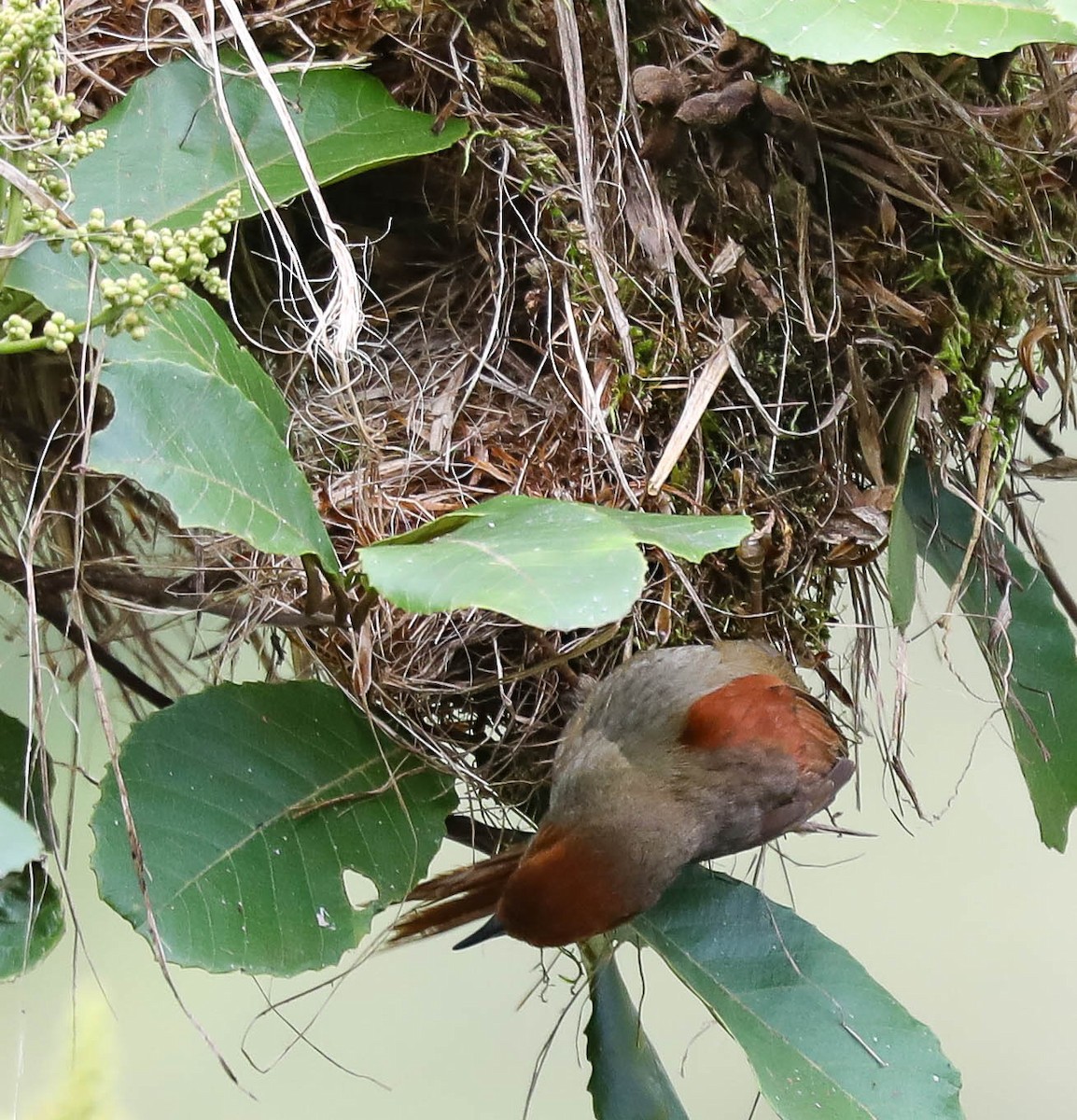 Red-faced Spinetail - ML632523363