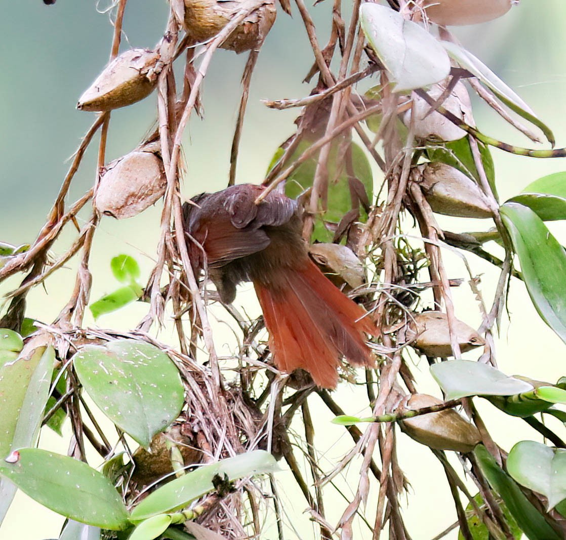 Red-faced Spinetail - ML632523364