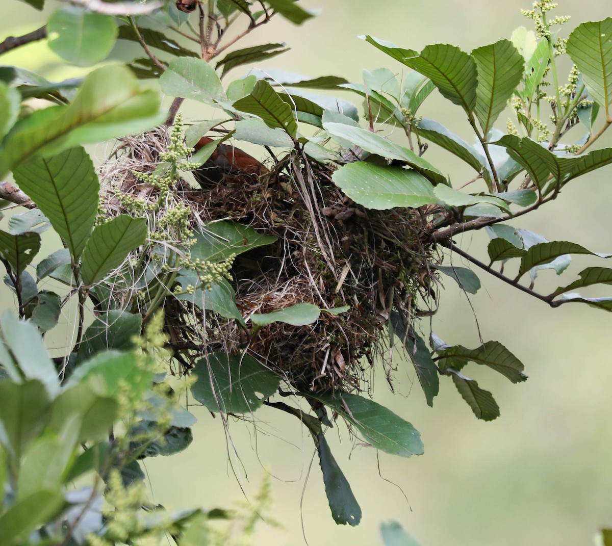 Red-faced Spinetail - ML632523365