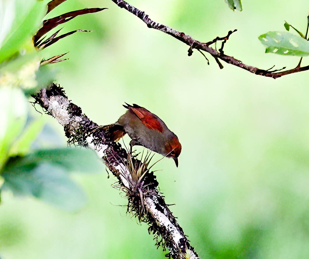 Red-faced Spinetail - ML632523366
