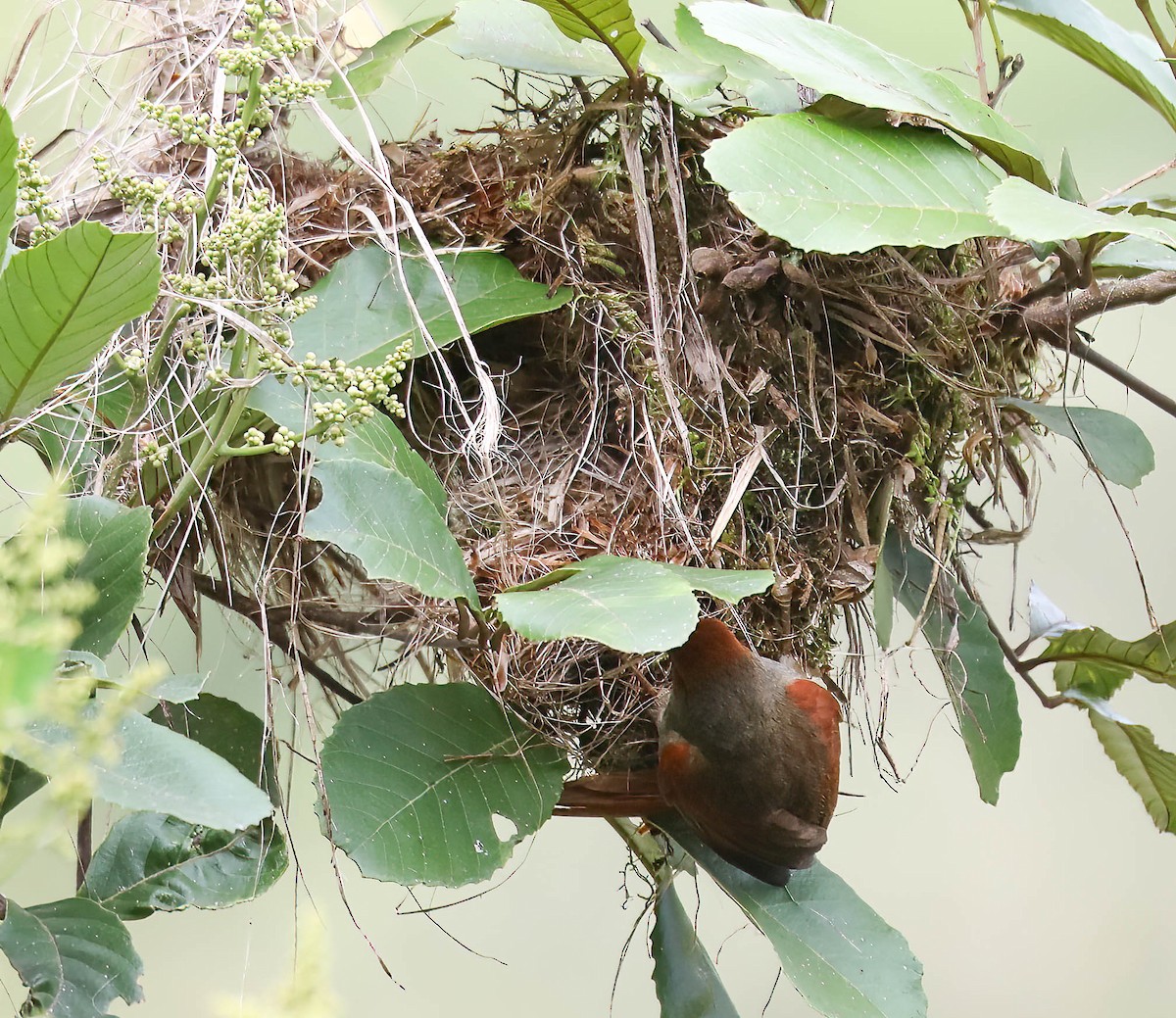 Red-faced Spinetail - ML632523367
