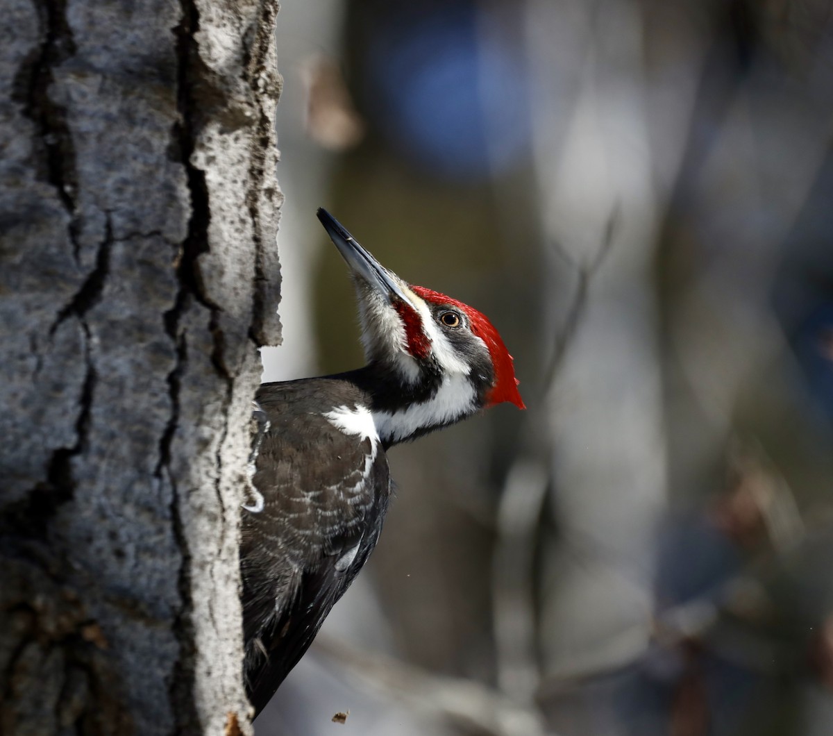 Pileated Woodpecker - ML632523370