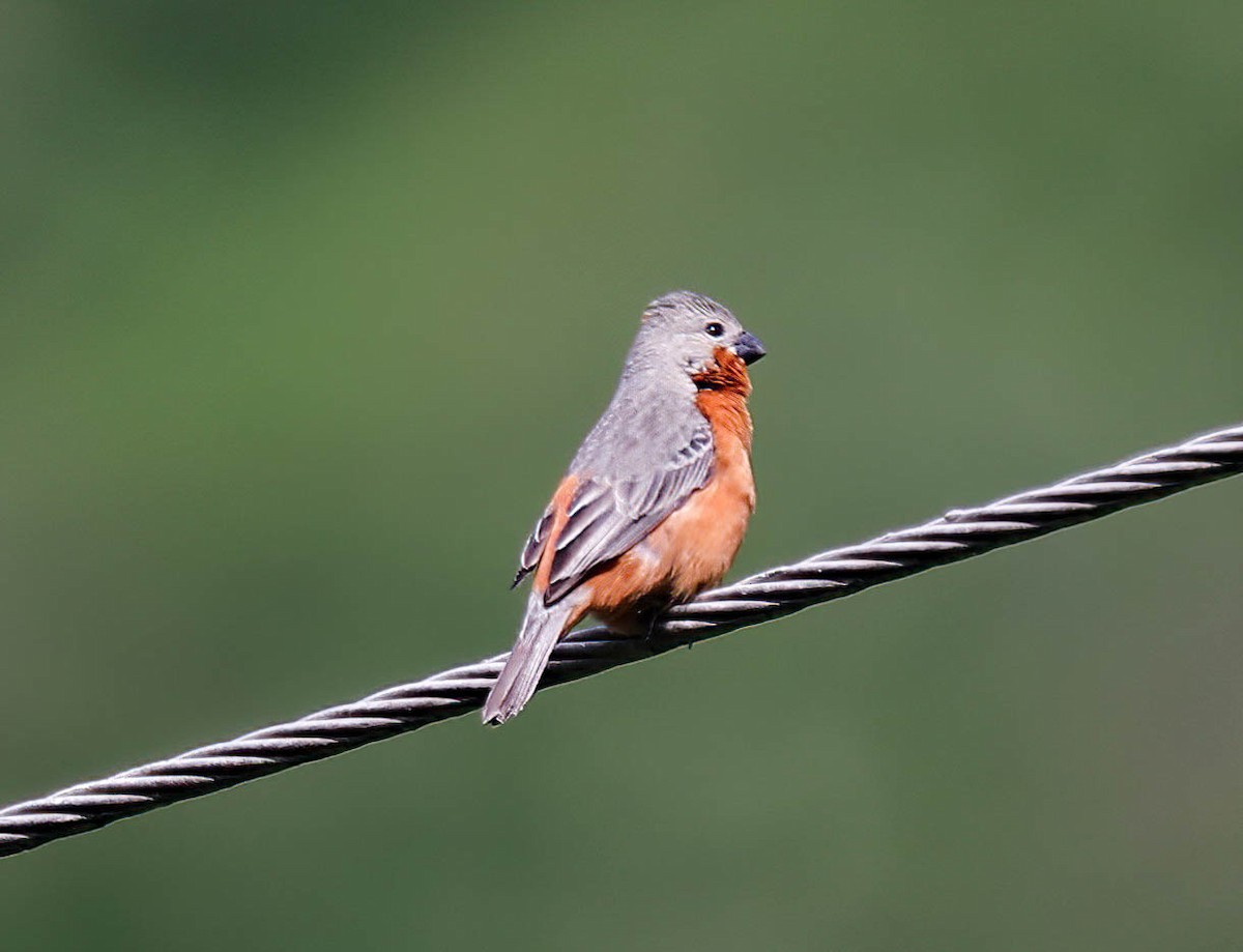 Ruddy-breasted Seedeater - ML632523383