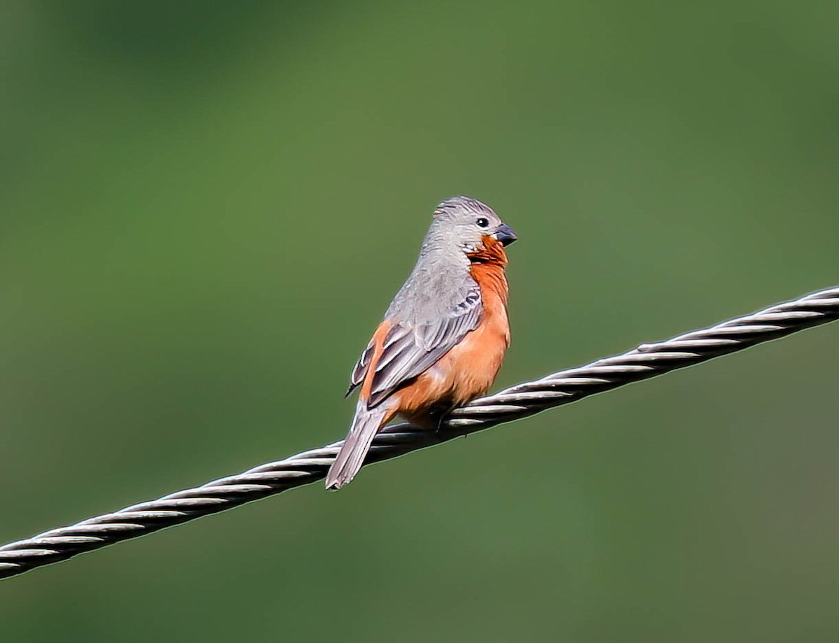 Ruddy-breasted Seedeater - ML632523384