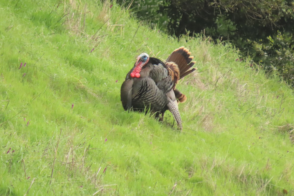 Wild Turkey - ML632523815