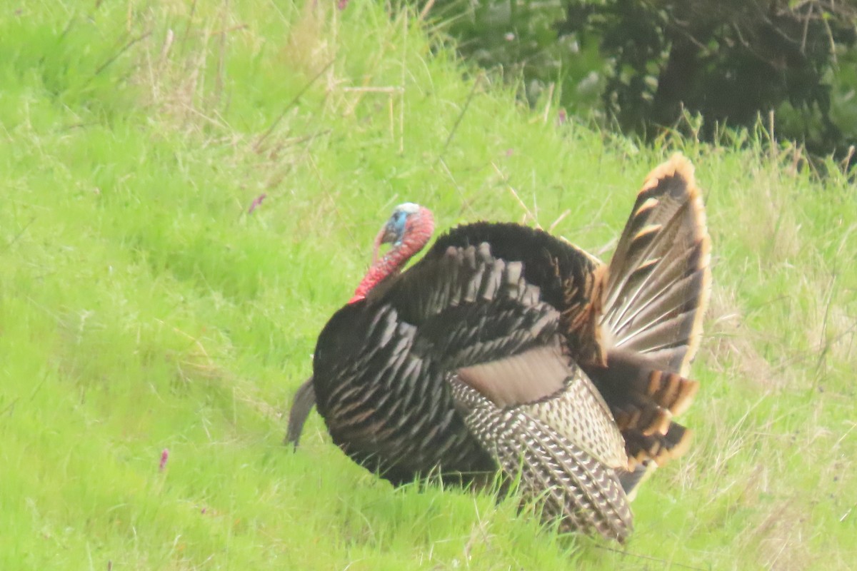 Wild Turkey - ML632523825