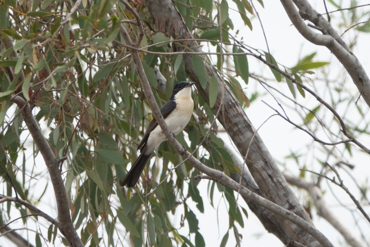 Restless Flycatcher - ML632523839