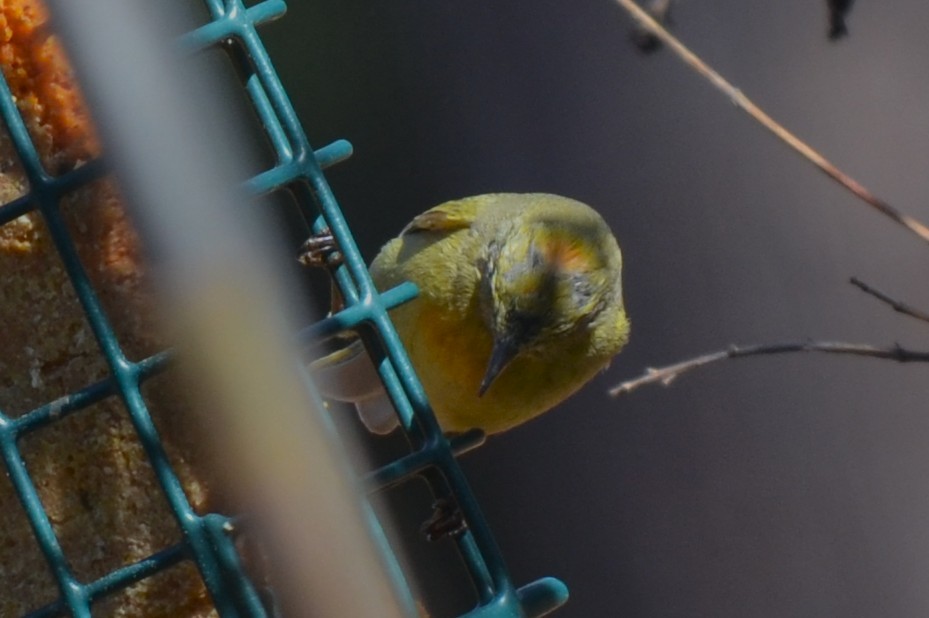 Orange-crowned Warbler - ML632523841