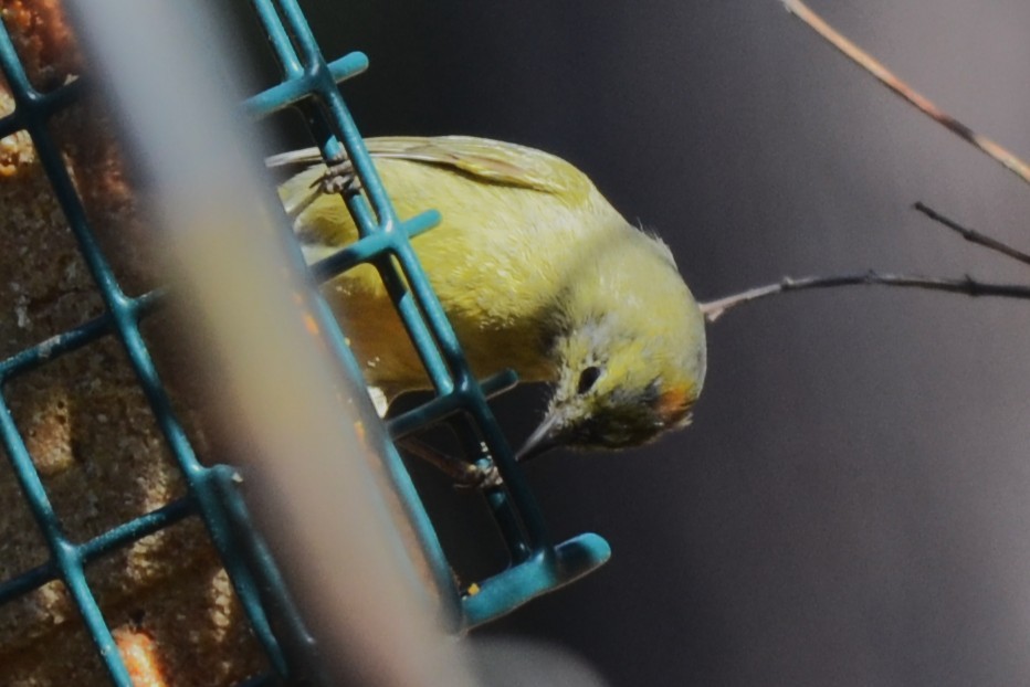 Orange-crowned Warbler - ML632523881