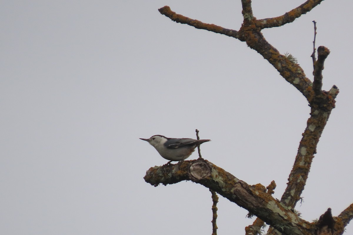 White-breasted Nuthatch - ML632524057