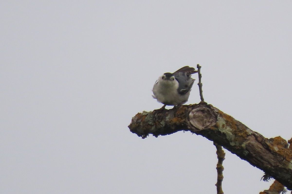 White-breasted Nuthatch - ML632524064