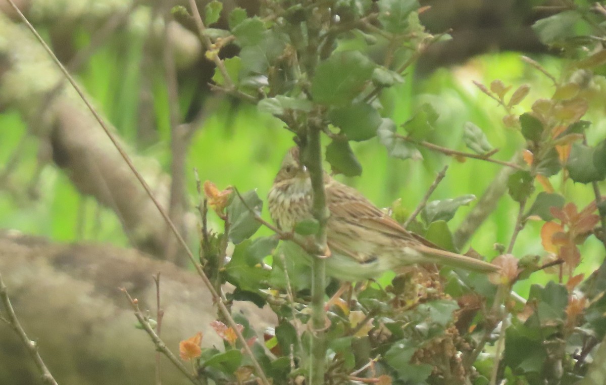 Lincoln's Sparrow - ML632524086