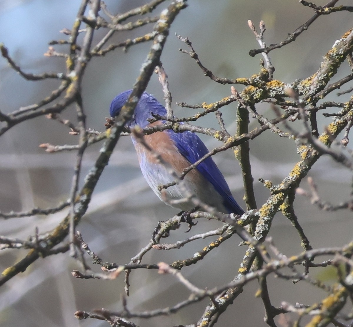 Western Bluebird - ML632524099