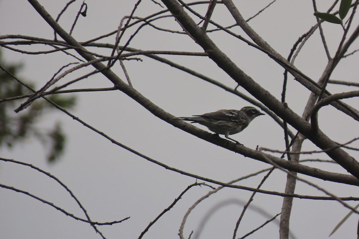 Yellow-rumped Warbler (Myrtle) - ML632524101
