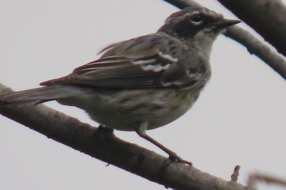 Yellow-rumped Warbler (Myrtle) - ML632524104