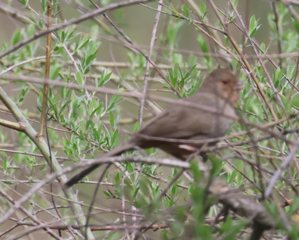 California Towhee - ML632524106