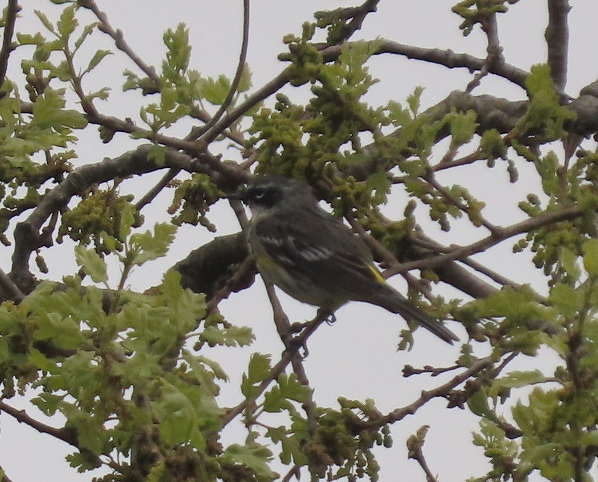 Yellow-rumped Warbler (Myrtle) - ML632524108