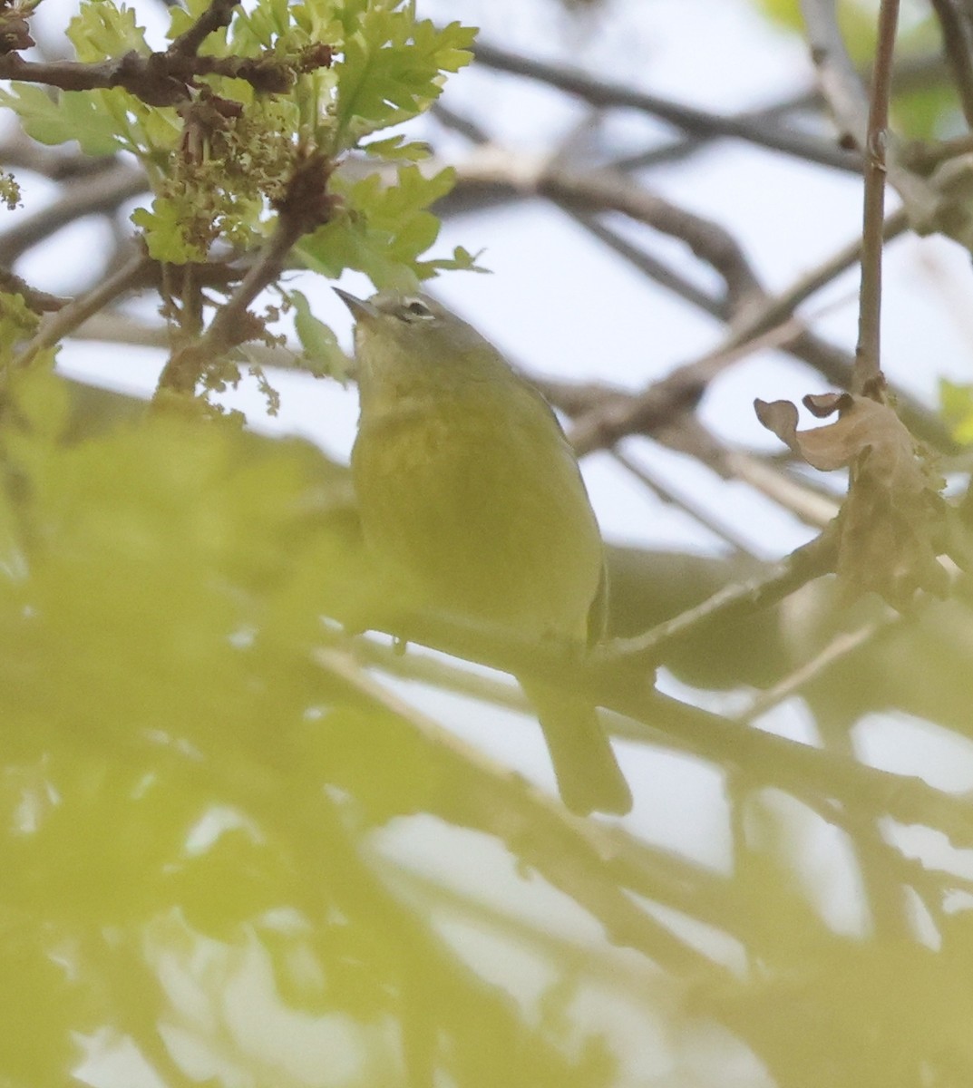 Orange-crowned Warbler (lutescens) - ML632524110