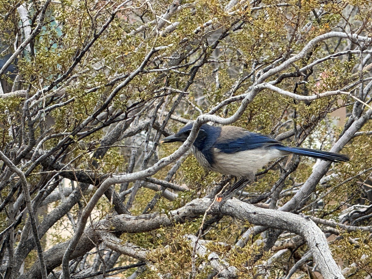 California Scrub-Jay - ML632524150