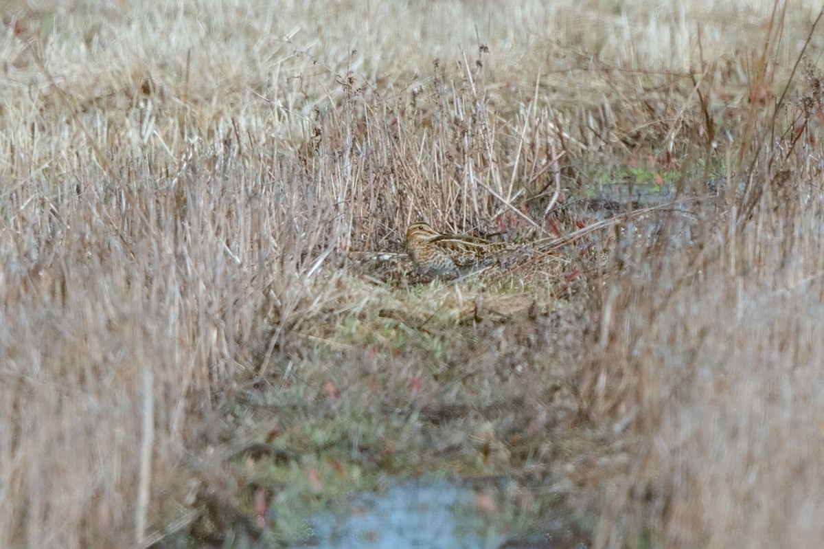 Wilson's Snipe - ML632524259