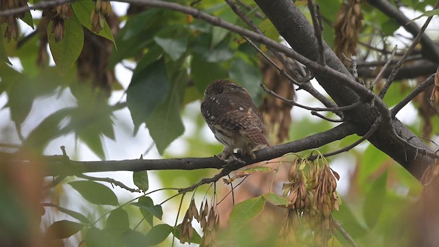 Ferruginous Pygmy-Owl - ML632524279