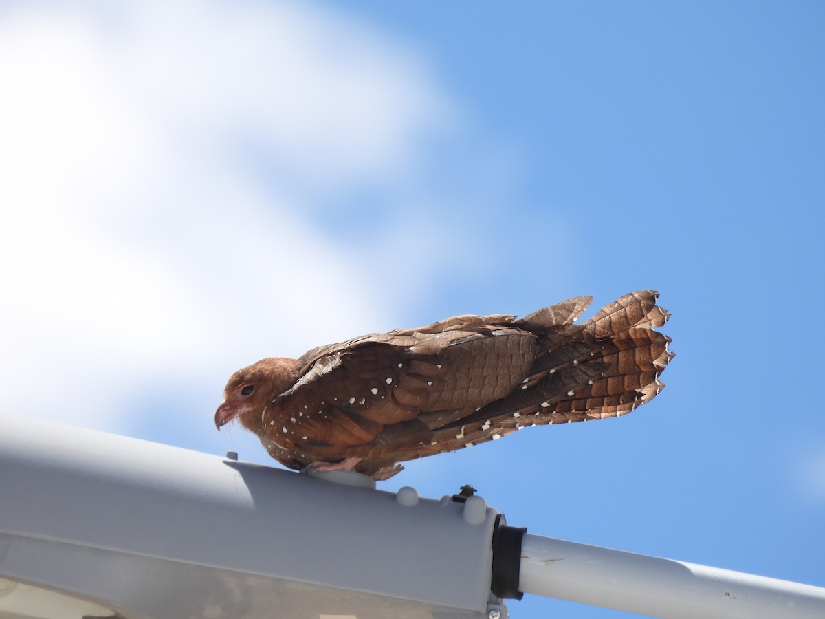 Oilbird - ML632524302