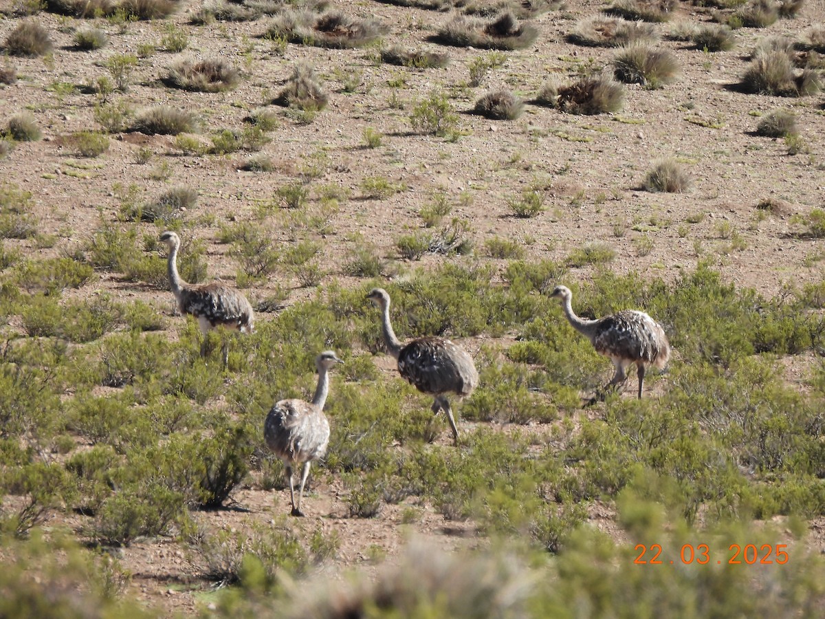 Lesser Rhea - ML632524355
