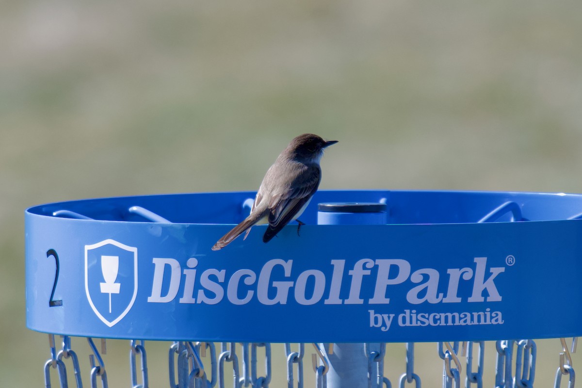 Eastern Phoebe - ML632524397