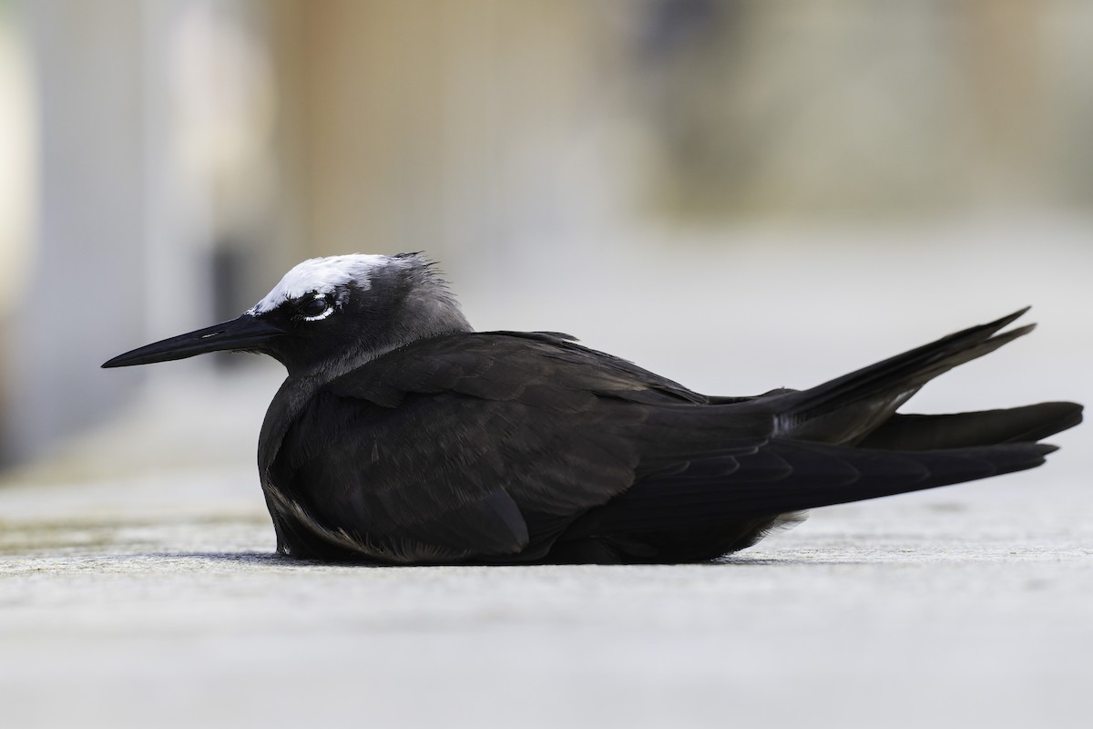 Black Noddy - ML632524412