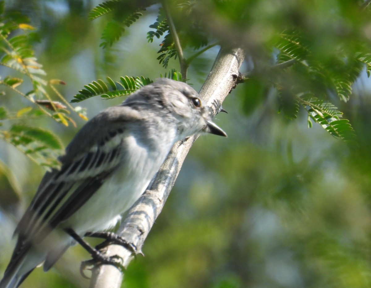 Suiriri Flycatcher - Edgardo Oscar Pic