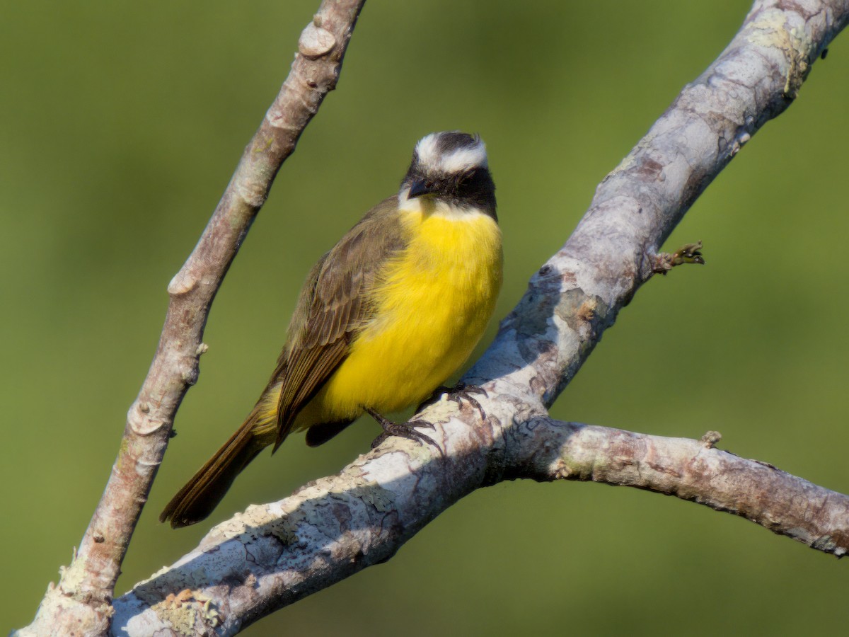 Social Flycatcher - ML632524534