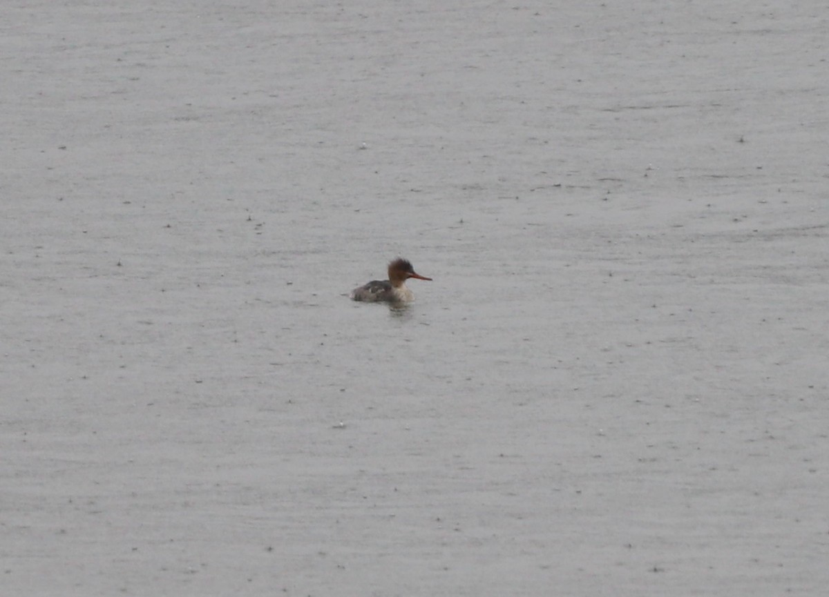 Red-breasted Merganser - ML632524538