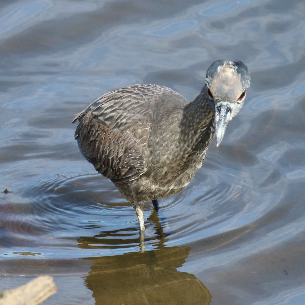 Yellow-crowned Night Heron - ML632524550