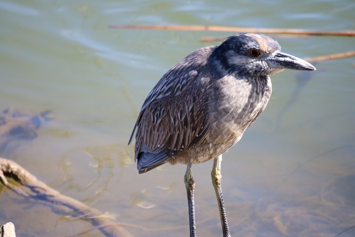 Yellow-crowned Night Heron - ML632524553
