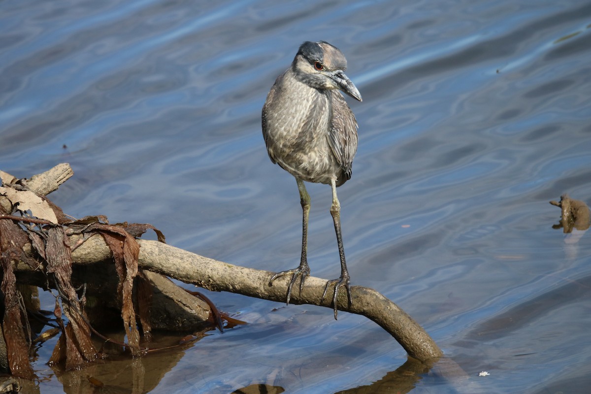 Yellow-crowned Night Heron - ML632524554