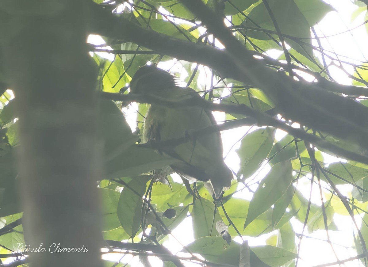 Slaty-capped Shrike-Vireo - ML632524619