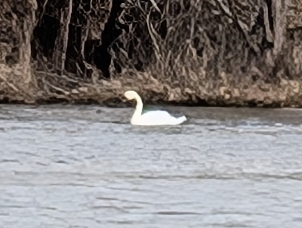 Mute Swan - ML632524670