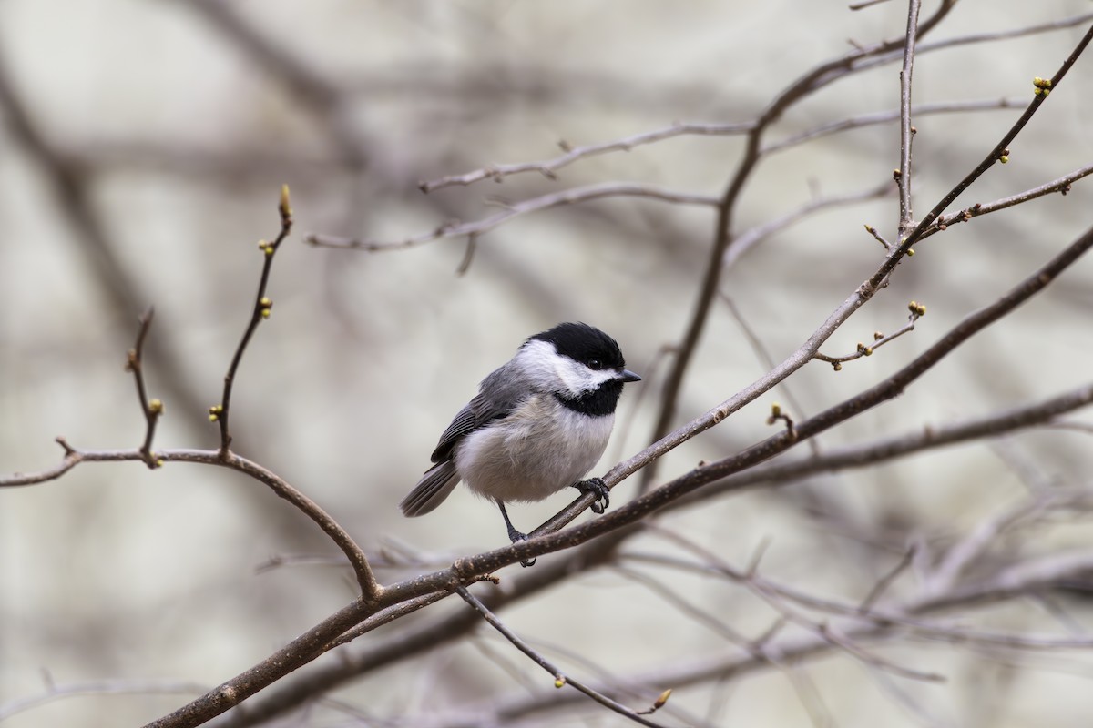 Carolina Chickadee - ML632524728
