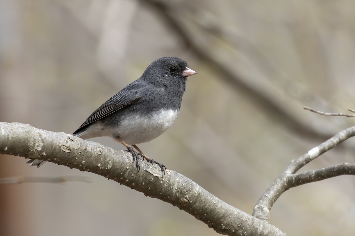Dark-eyed Junco - ML632524737