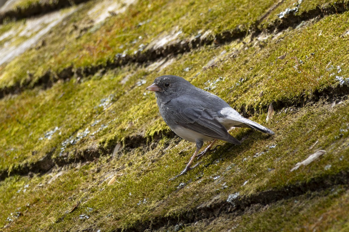 Dark-eyed Junco - ML632524738