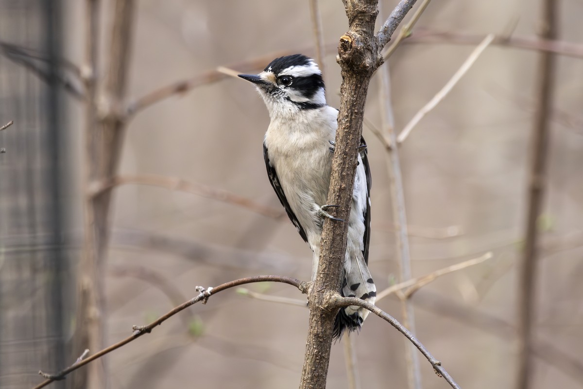 Downy Woodpecker - ML632524748
