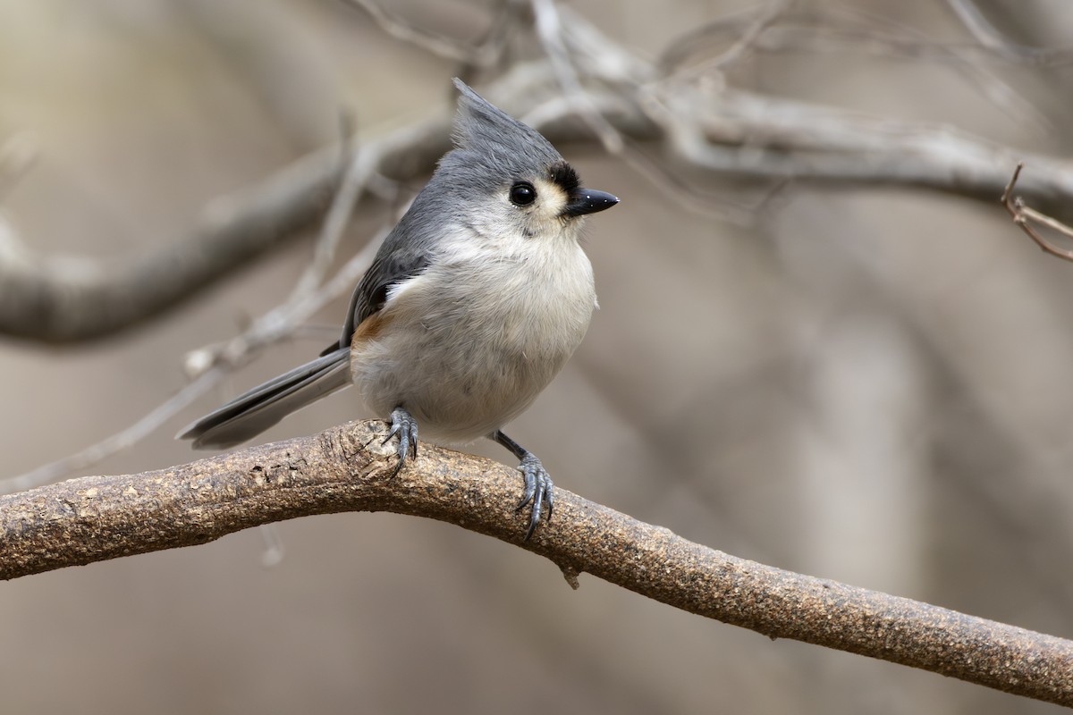 Tufted Titmouse - ML632524759